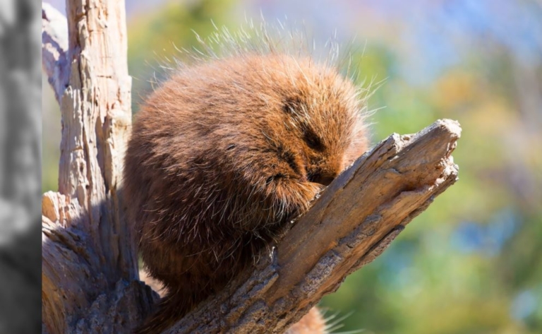 高いところも平気なカナダヤマアラシ